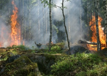 Waldbrandschutz-Verordnung 2026